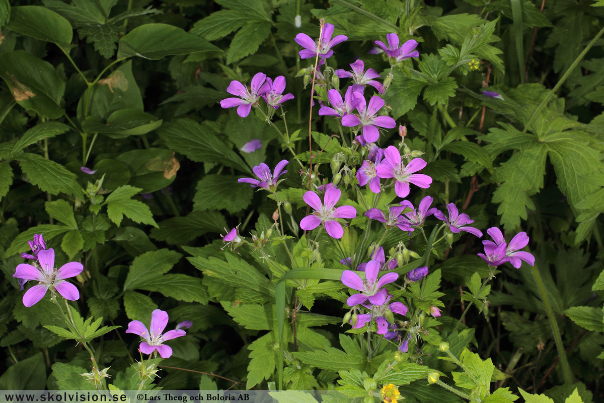 Ängsnäva, Geranium pratense