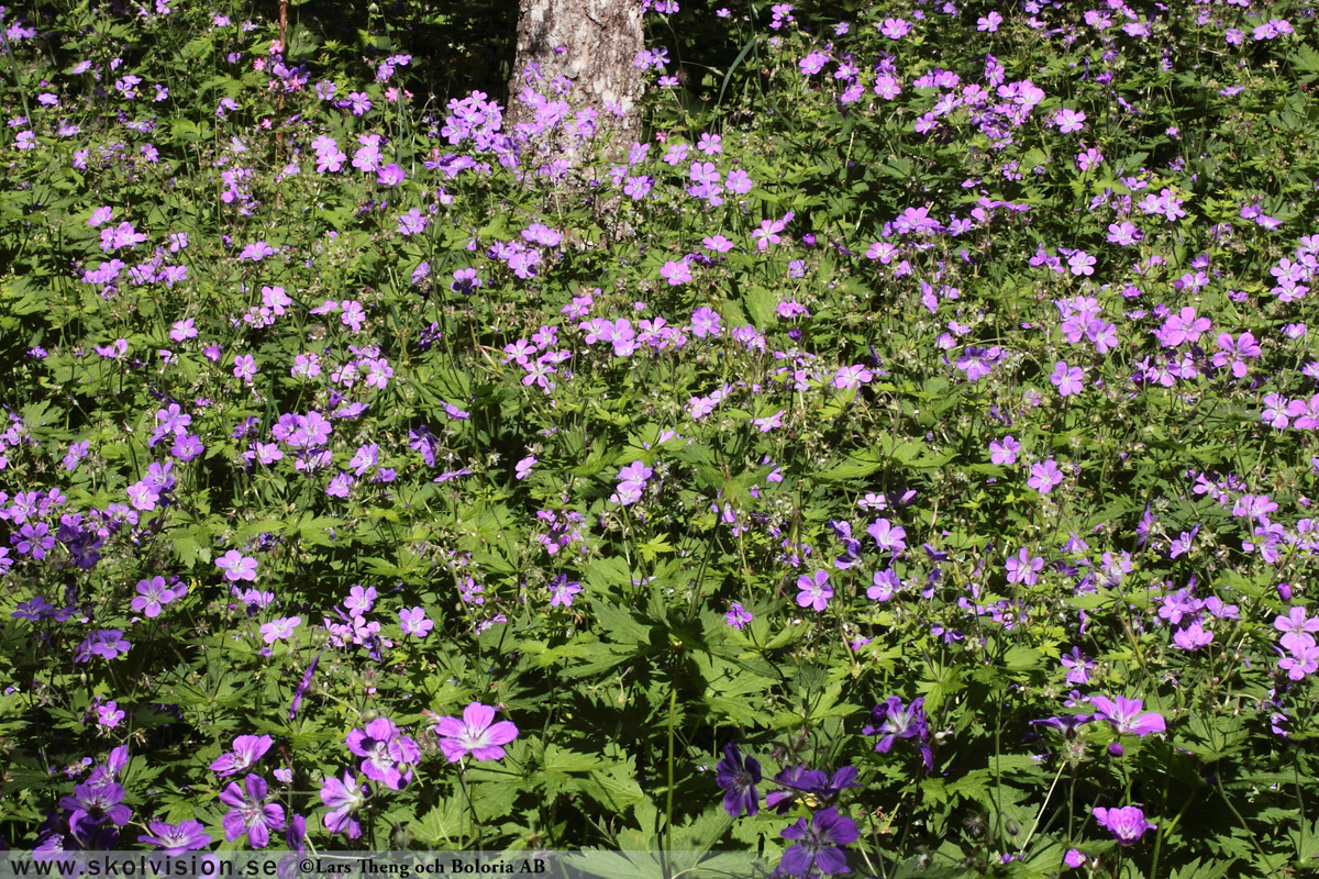 Ängsnäva, Geranium pratense