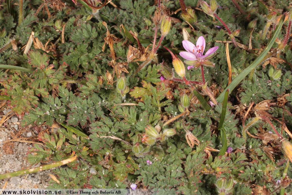 Ängsnäva, Geranium pratense