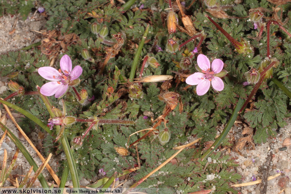 Ängsnäva, Geranium pratense