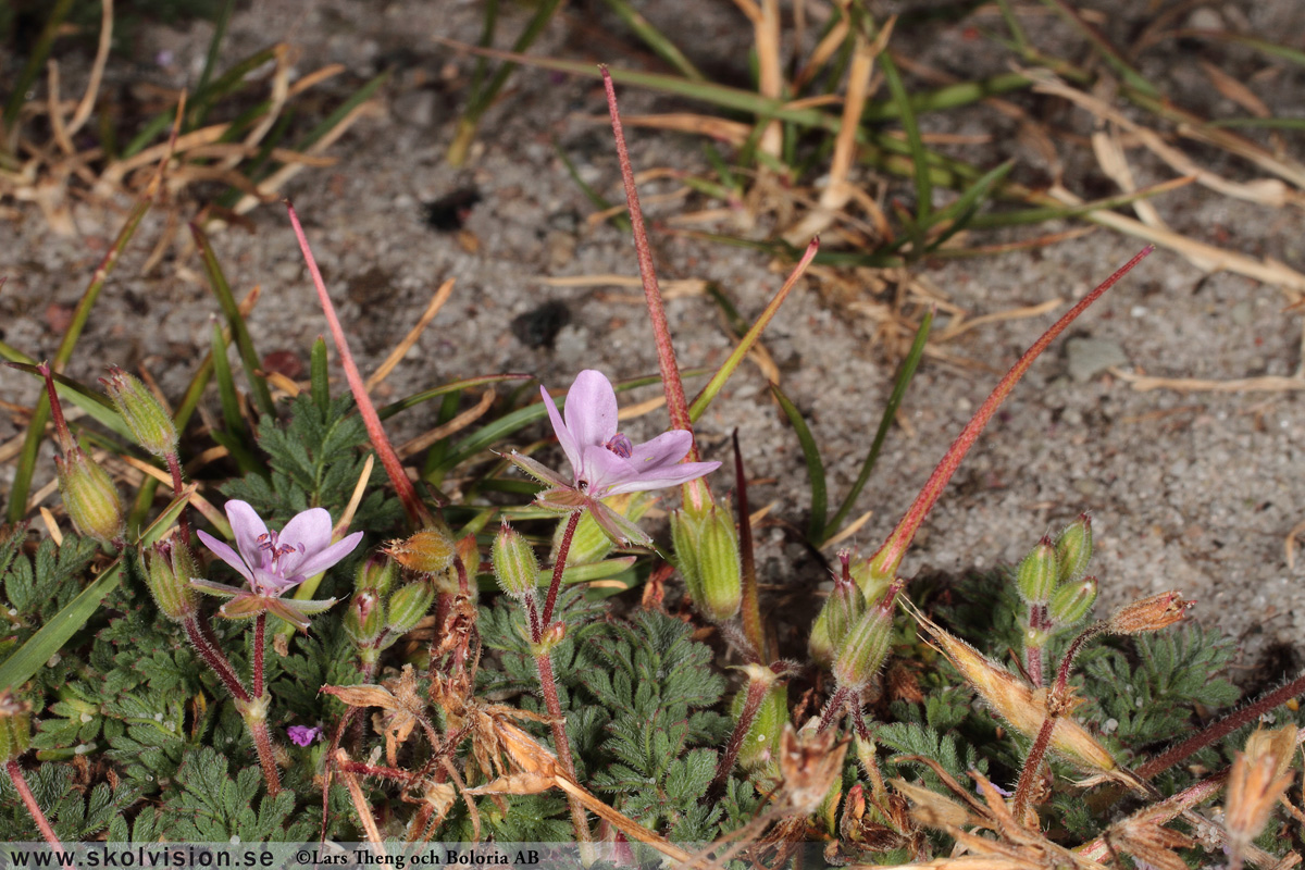 Ängsnäva, Geranium pratense