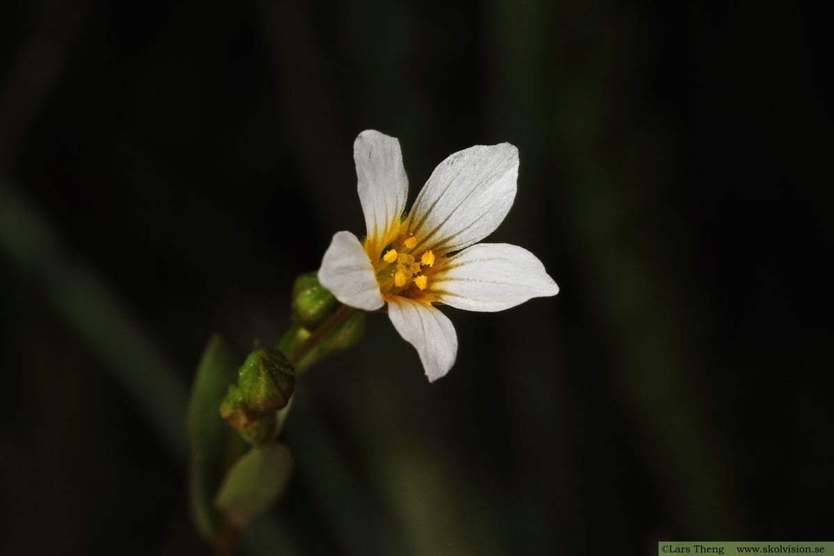 Ängsnäva, Geranium pratense