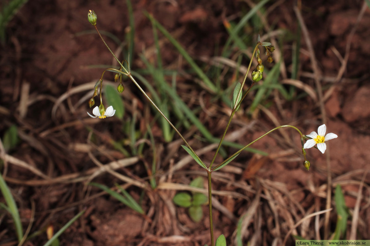 Ängsnäva, Geranium pratense