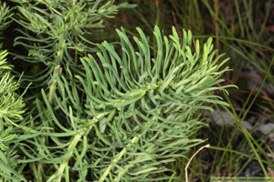 Vårtörel, Euphorbia cyparissias