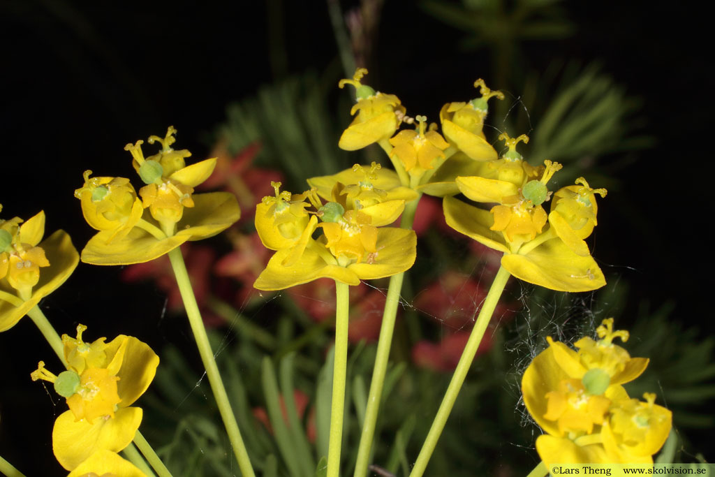 Vårtörel, Euphorbia cyparissias