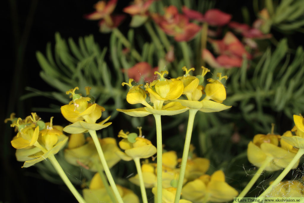 Vårtörel, Euphorbia cyparissias