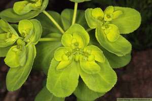 Revormstörel, Euphorbia helioscopia