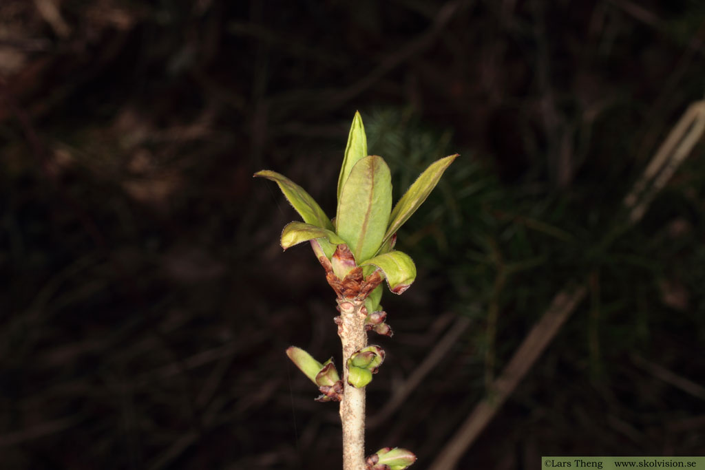 Tibast, Daphne mezereum