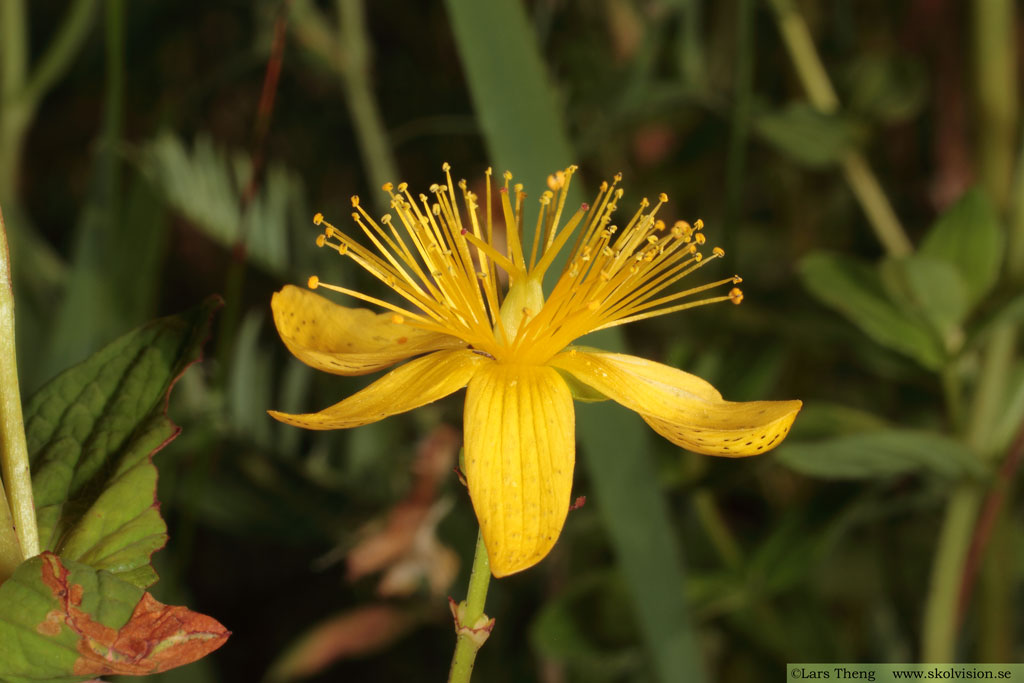 Fyrkantig johannesört, Hypericum maculatum