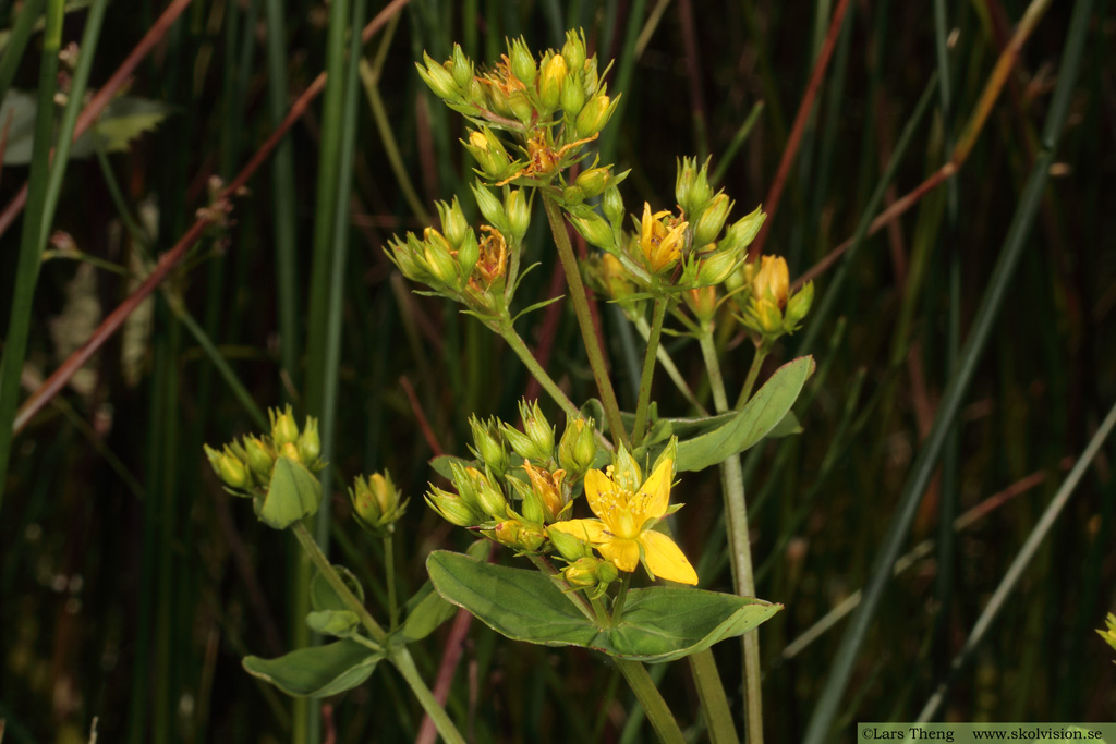 Fyrkantig johannesört, Hypericum maculatum