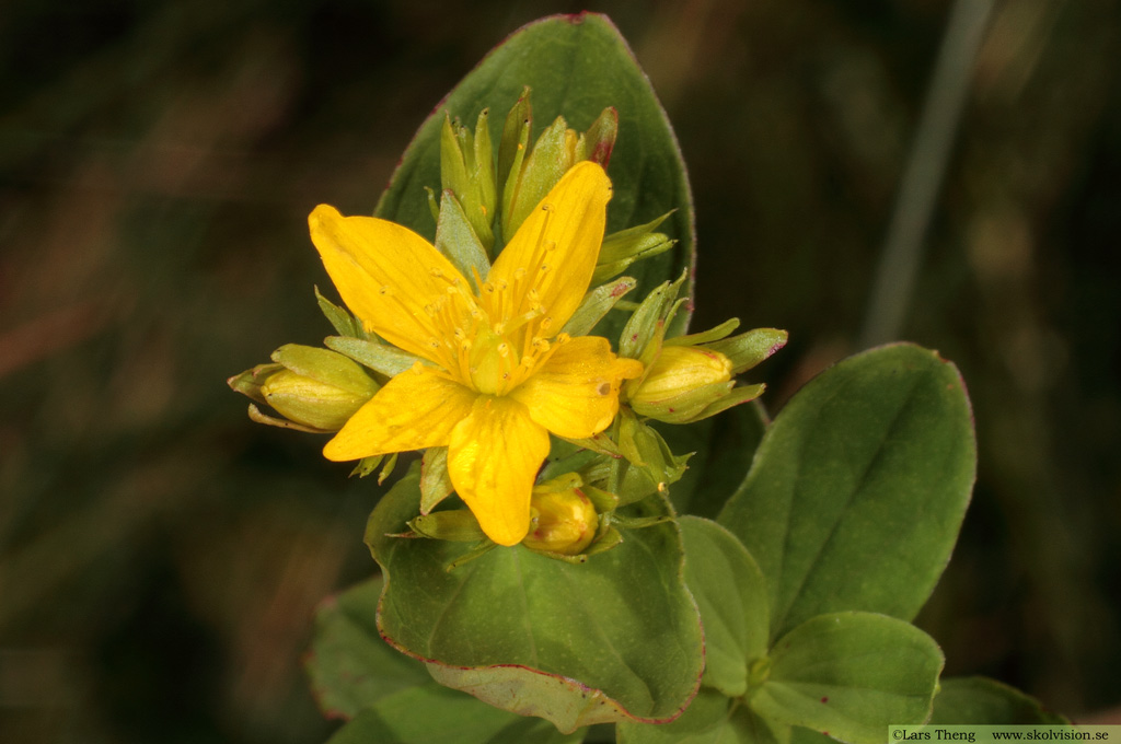 Fyrkantig johannesört, Hypericum maculatum