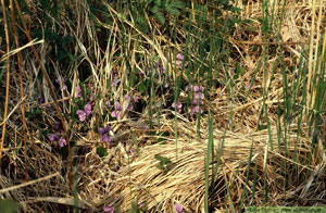 Styvmorsviol, Viola tricolor