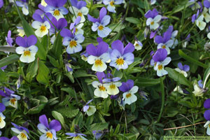 Styvmorsviol, Viola tricolor