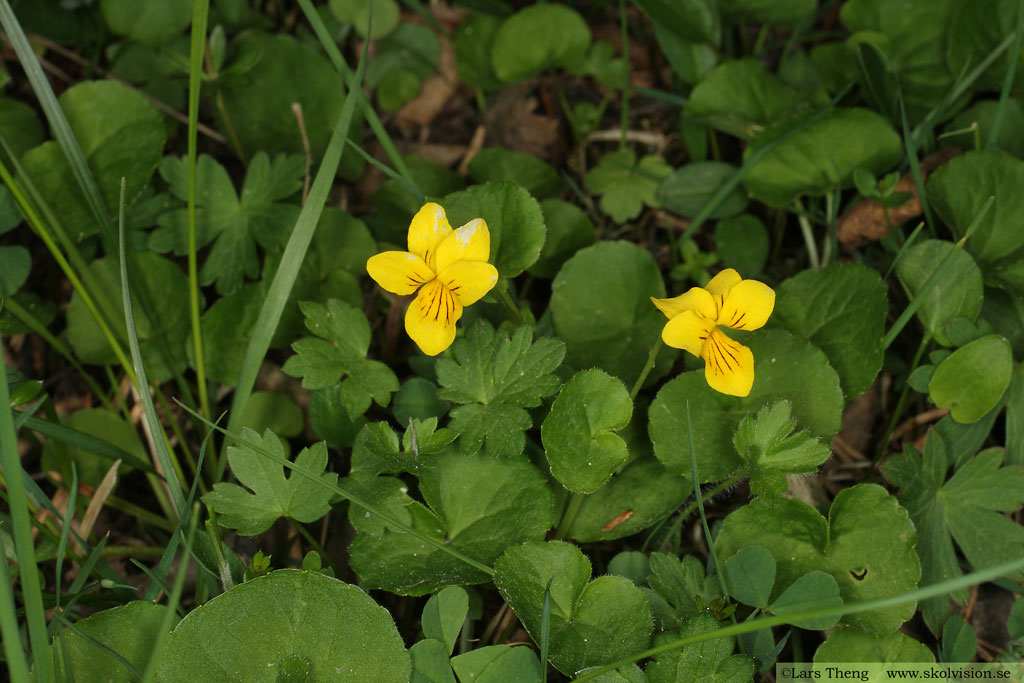 Fjällviol,Viola biflora