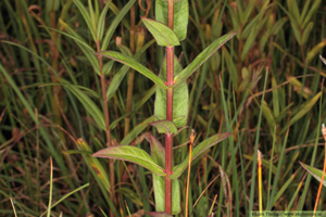 Fackelblomster, Lythrum salicaria