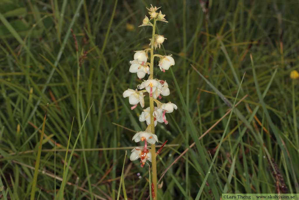 Vitpyrola, Pyrola rotundifolia