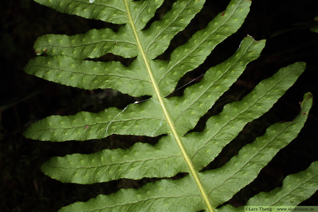 Stensöta, Polypodium vulgare