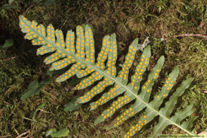 Stensöta, Polypodium vulgare