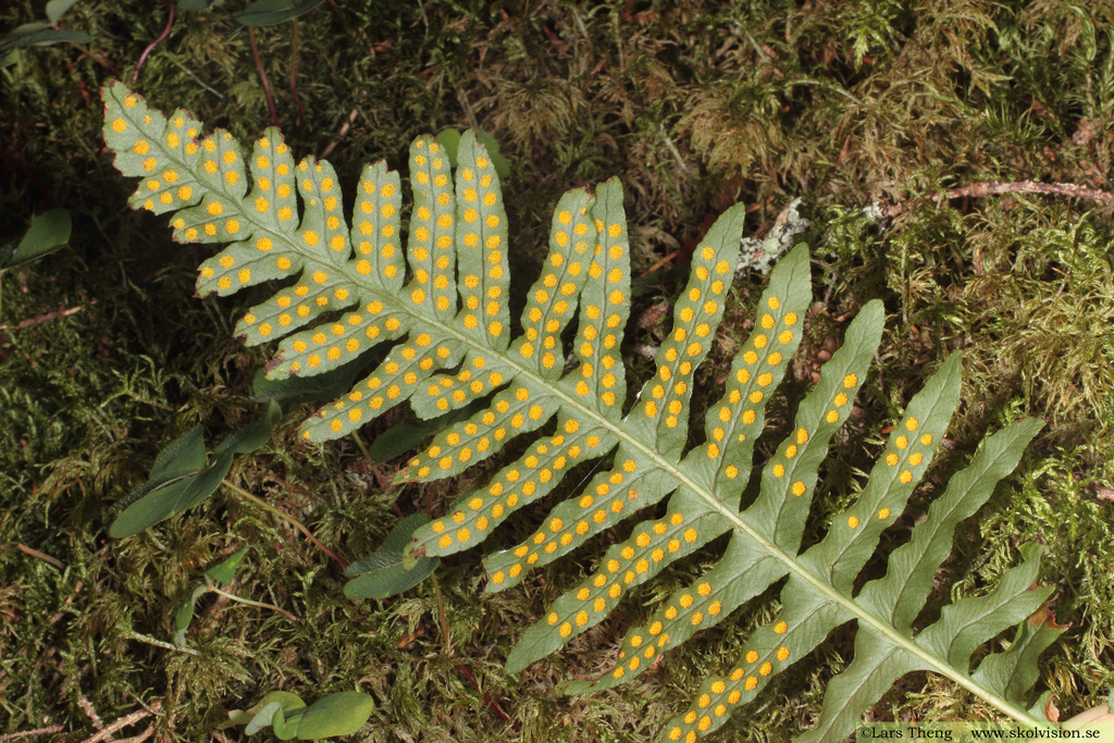 Stensöta, Polypodium vulgare