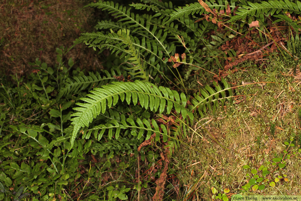 Stensöta, Polypodium vulgare