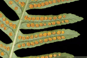 Stensöta, Polypodium vulgare