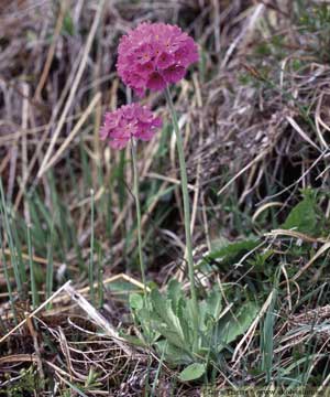 Majviva, Primula farinosa