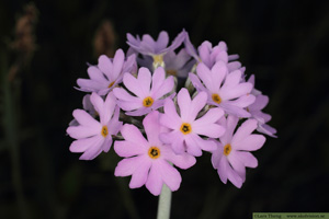 Majviva, Primula farinosa