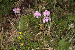 Majviva, Primula farinosa