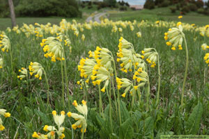 Gullviva, Primula veris