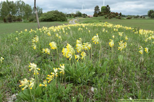 Gullviva, Primula veris