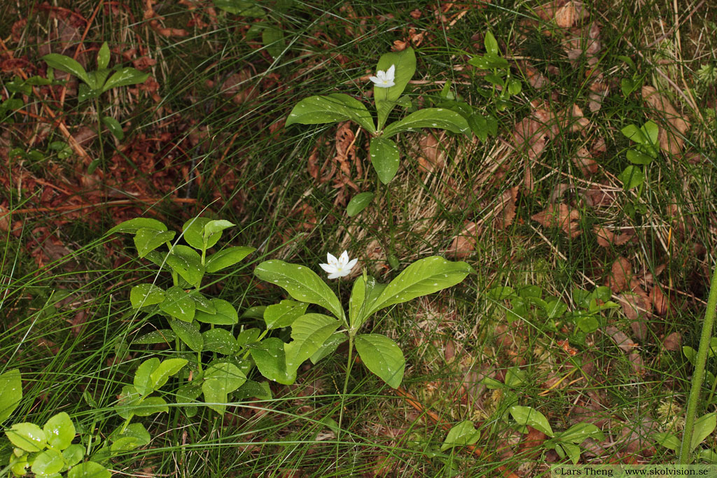  Lysimachia europaea