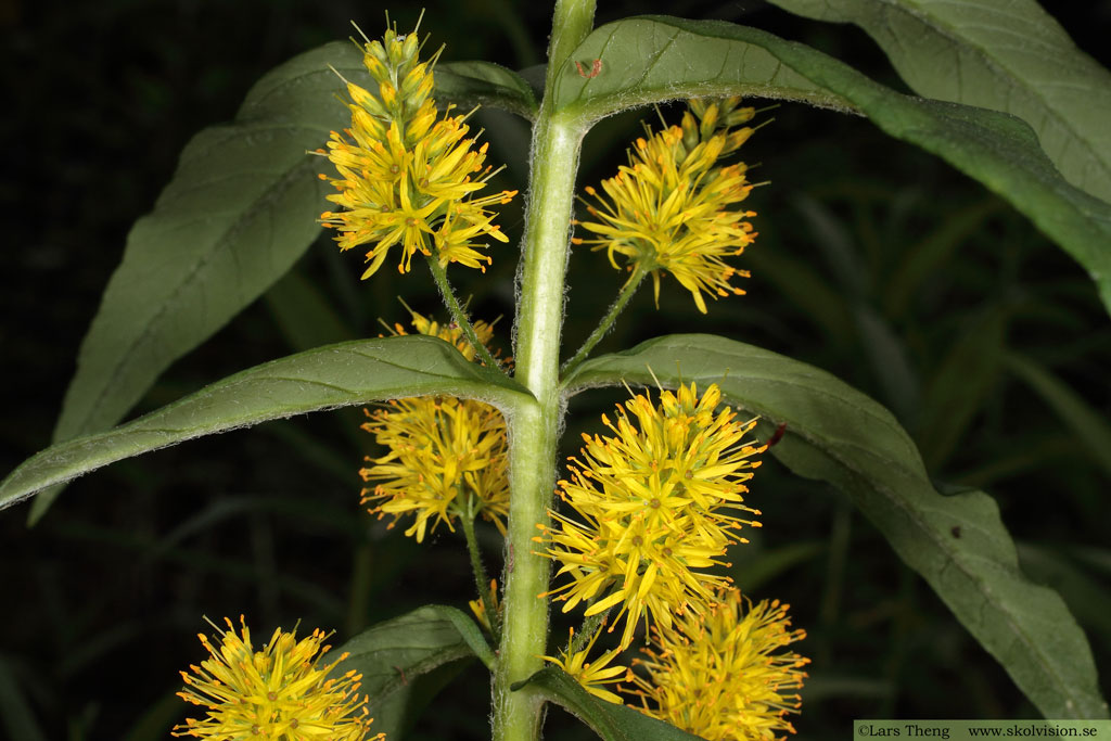 Topplösa, Lysimachia thyrsiflora