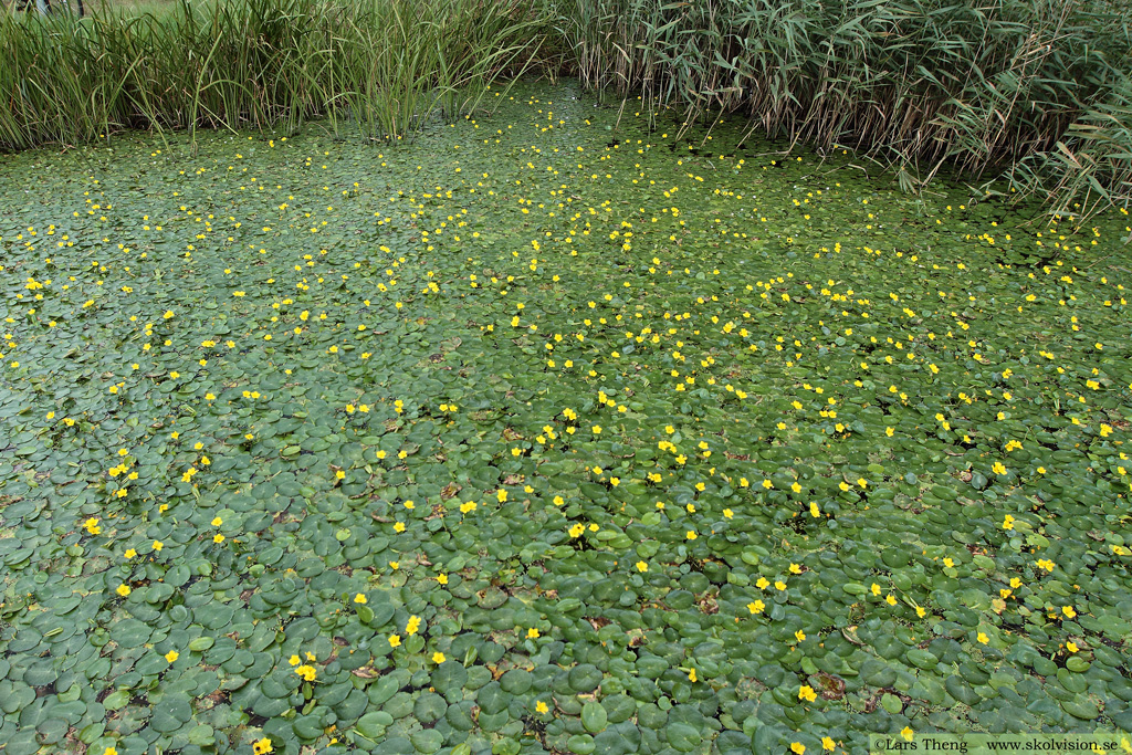 Sjögull, Nymphoides peltata