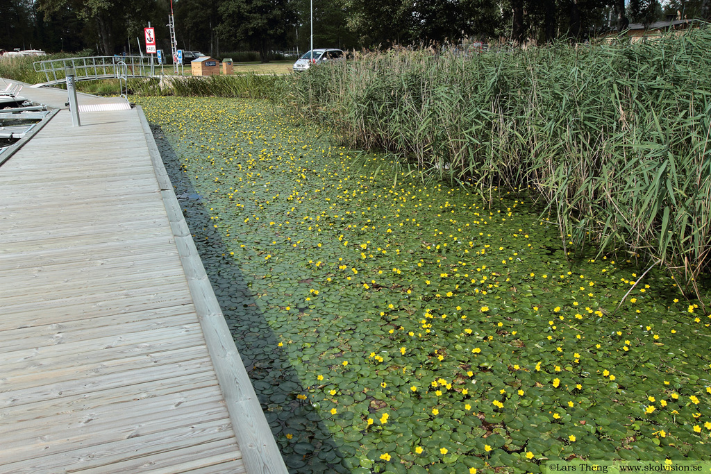 Sjögull, Nymphoides peltata