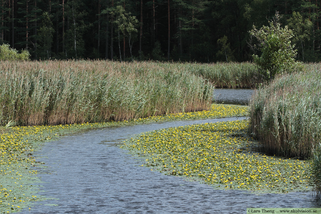 Sjögull, Nymphoides peltata