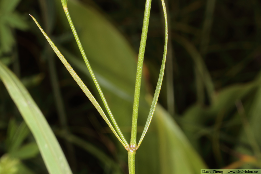 Färgmåra, Asperula tinctoria