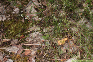 Västgötamåra, Galium suecicum varietet vestrogothicum