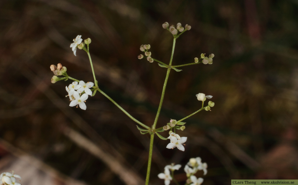 Västgötamåra, Galium suecicum varietet vestrogothicum