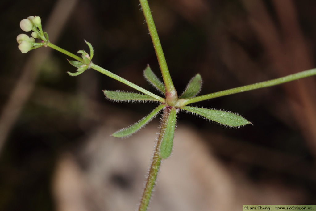 Västgötamåra, Galium suecicum varietet vestrogothicum