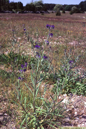 Oxtunga, Anchusa officinalis