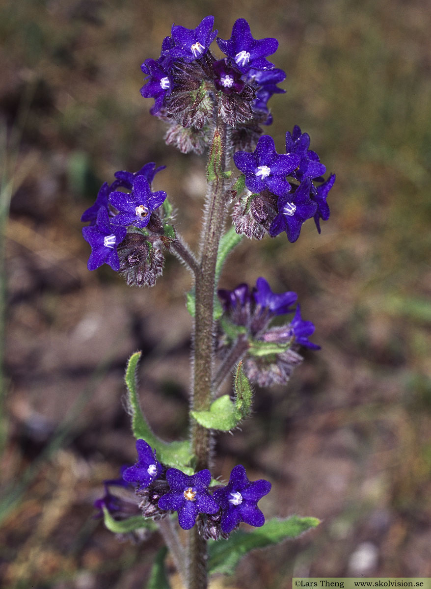 Oxtunga, Anchusa officinalis