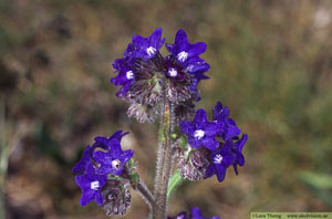 Oxtunga, Anchusa officinalis