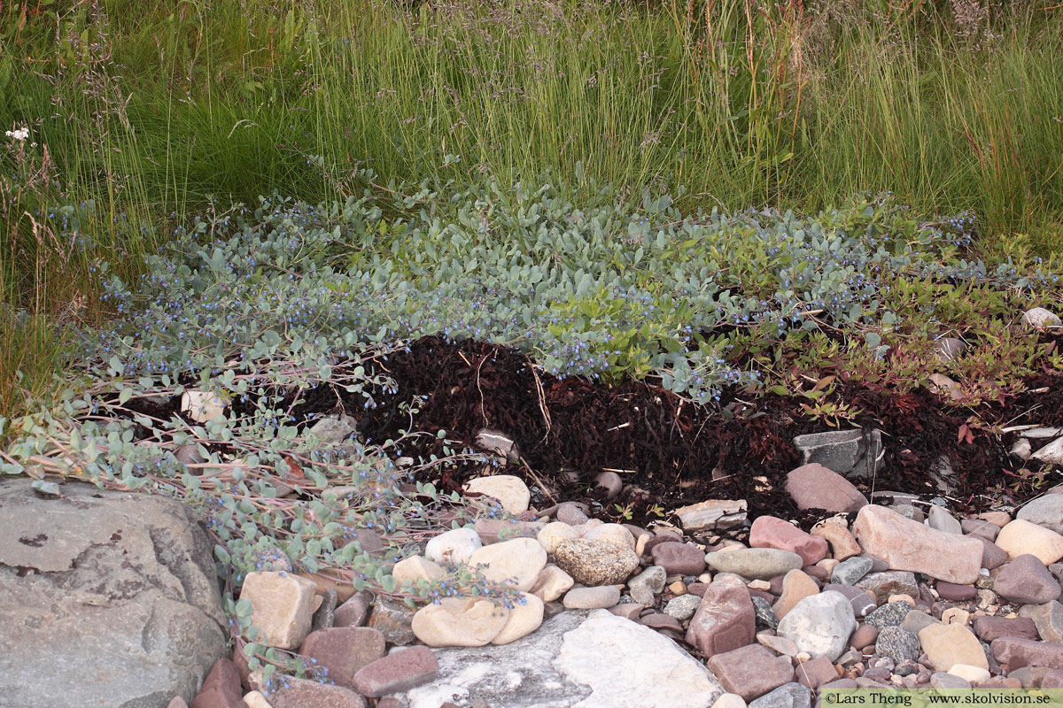 Ostronört, Mertensia maritima