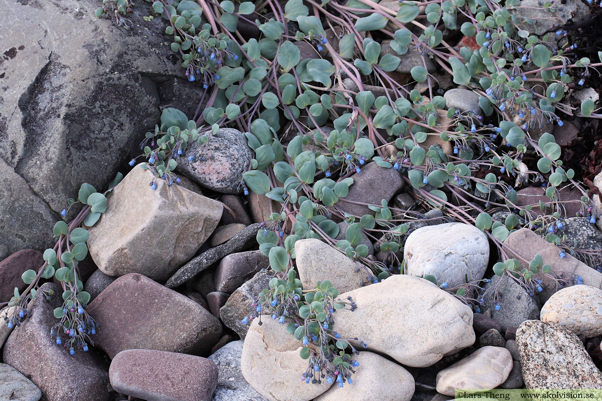 Ostronört, Mertensia maritima