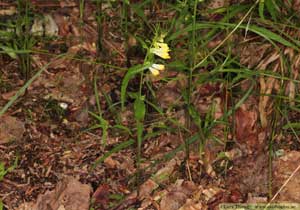 Ängskovall, Melampyrum pratense