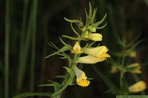 Ängskovall, Melampyrum pratense