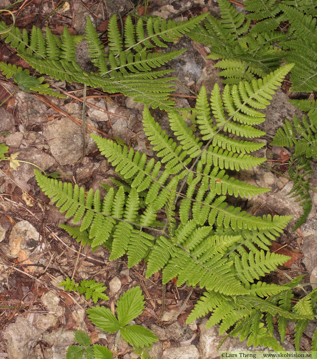 Kalkbräken, Gymnocarpium robertianum