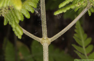 Kalkbräken, Gymnocarpium robertianum