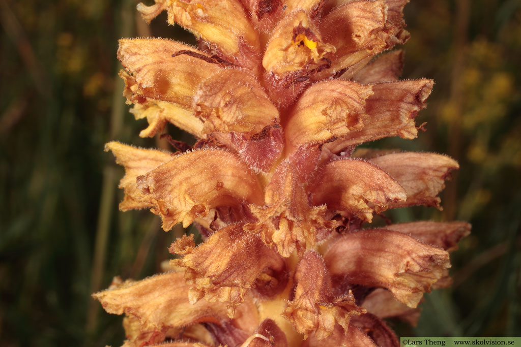 Klintsnyltrot, Orobanche elatior