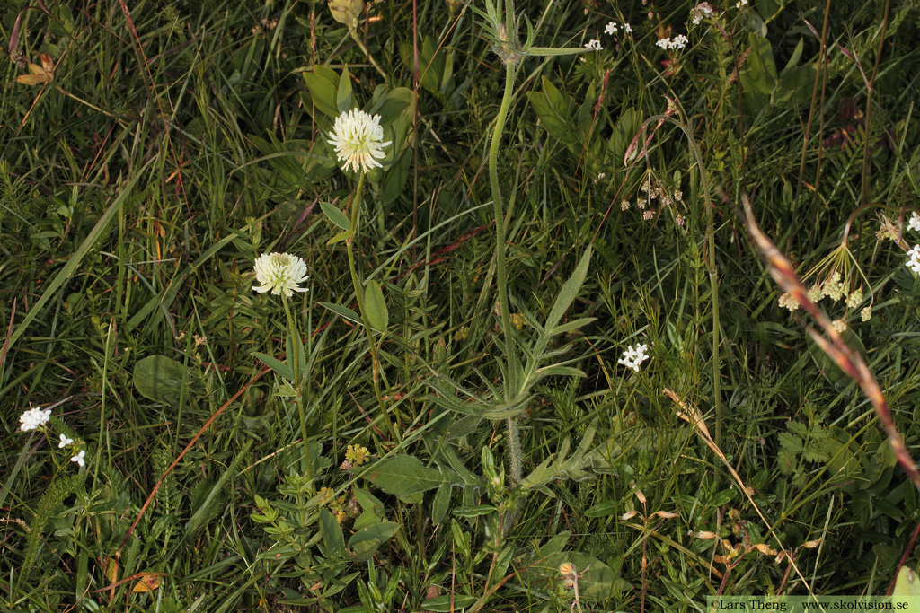 Åkervädd, Knautia arvensis